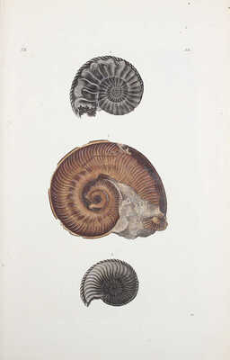 [Коллекция природы и древности земли..., опубликованной Георгом Вольфгангом Кнорцем...]